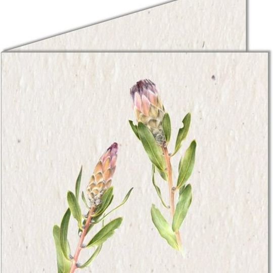Greeting Card | Two Proteas