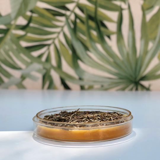 Mosquito & Insect Repellent In Petri Dish