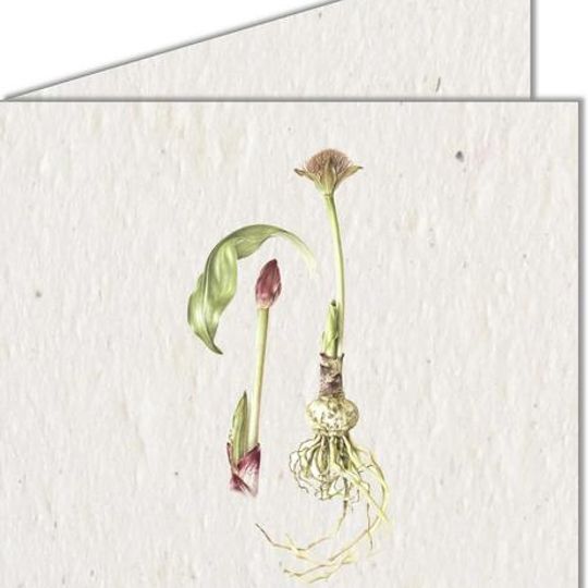Greeting Card | Botanical plant